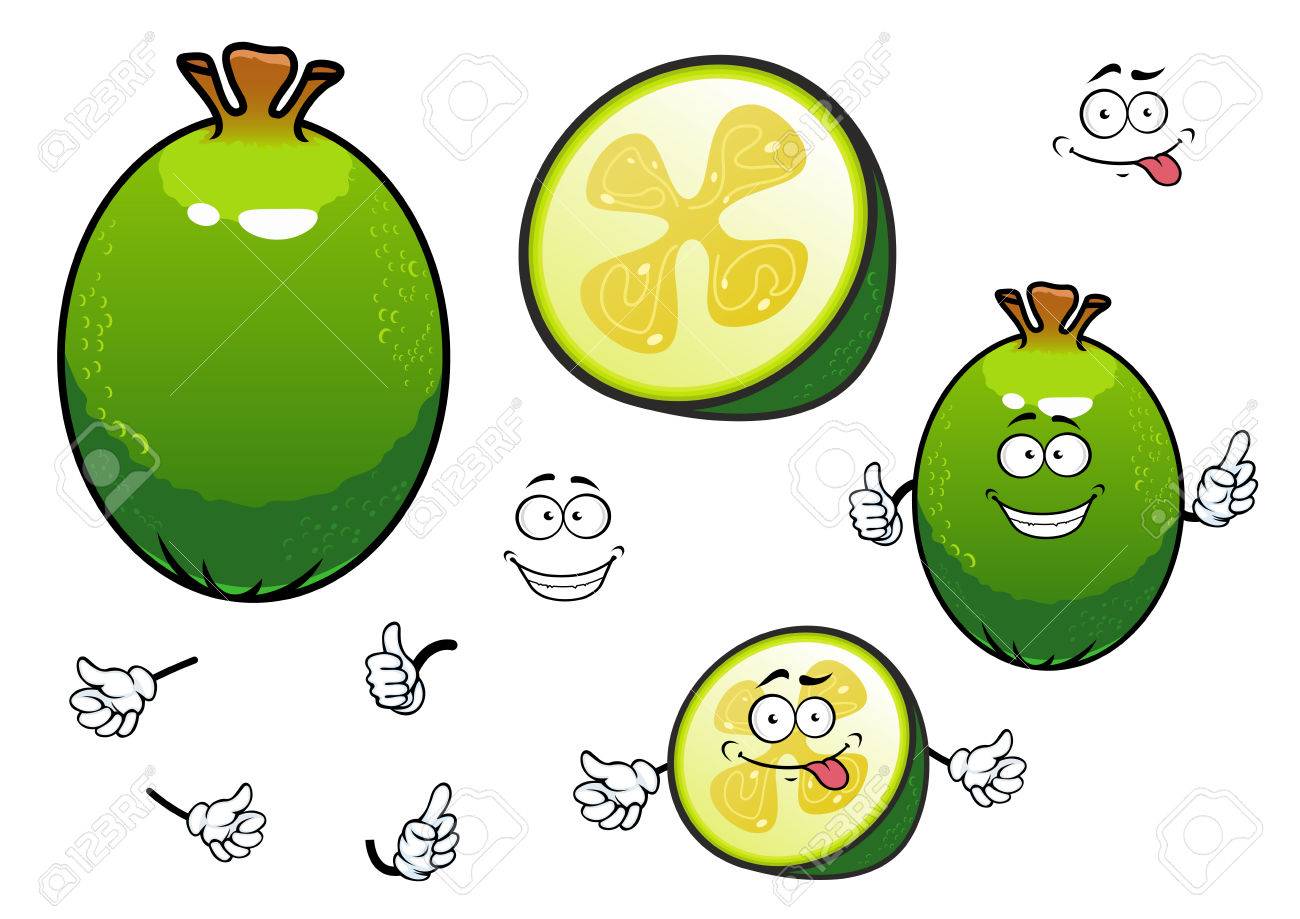 pics Cartoon Feijoa vectorstock