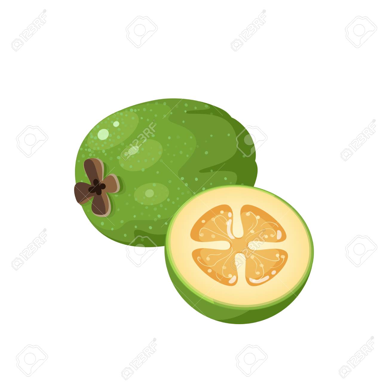 pic Cartoon Feijoa vectorstock