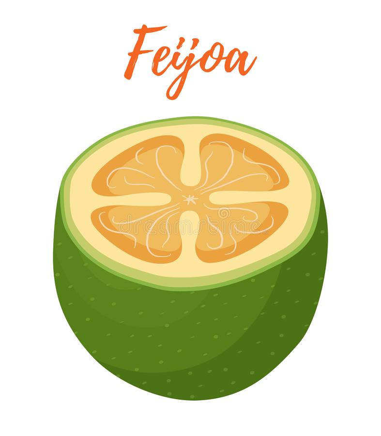 images Cartoon Feijoa vectorstock