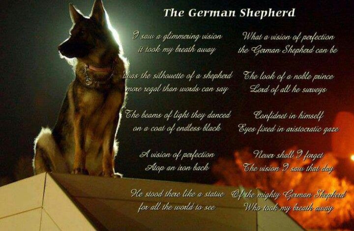 pix German Shepherd Poems i am your german shepherd by stamp city