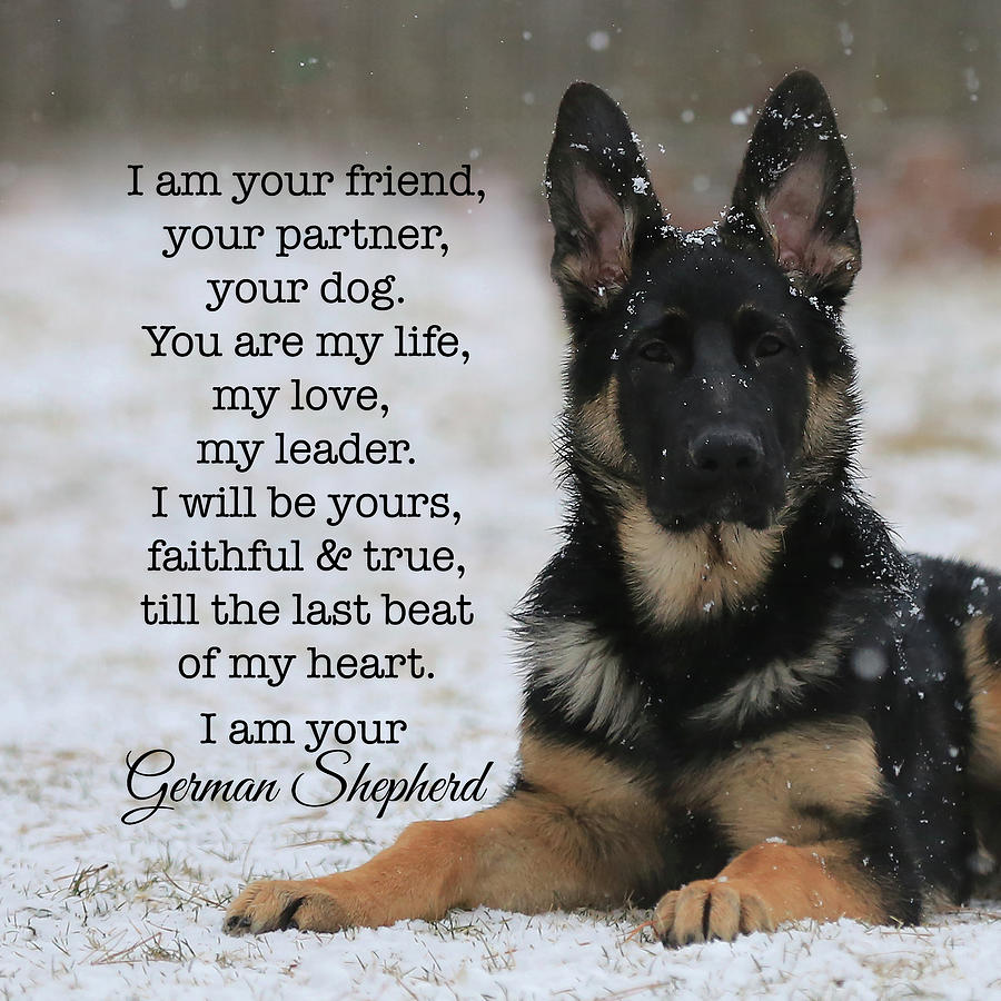 wallpapers German Shepherd Poems gsd poem german shepherd poem lend