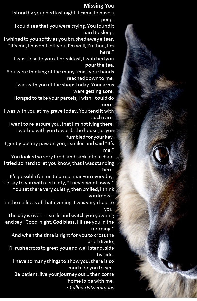 pics German Shepherd Poems www kalmesacresshepherds com