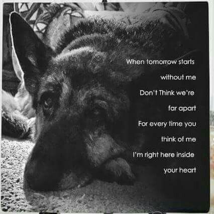 photo German Shepherd Poems german shepherd german shepherd dogs