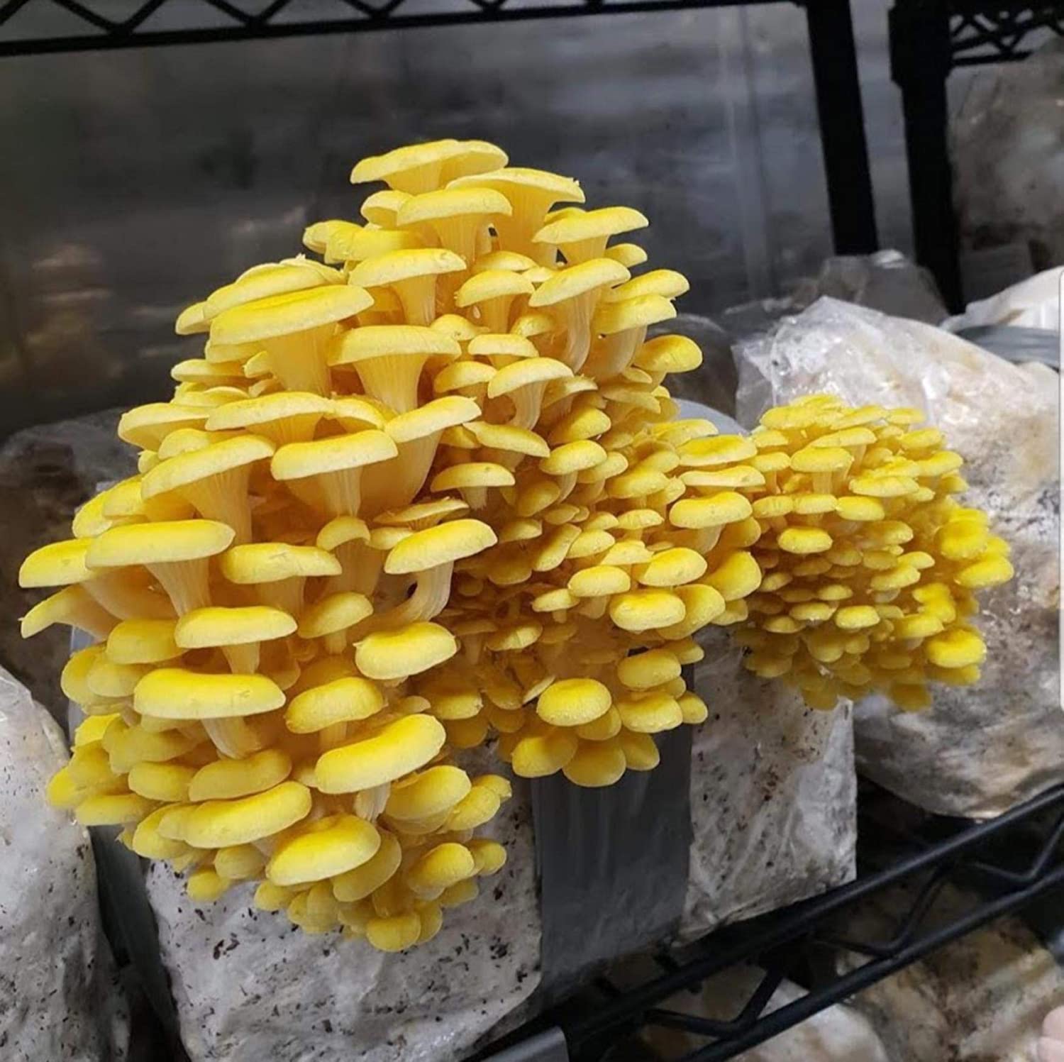 images Golden Oyster Mushroom Pictures golden oyster plug spawn