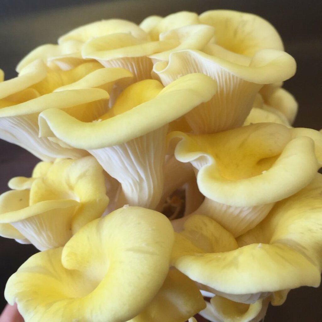 wallpapers Golden Oyster Mushroom Pictures field forest products