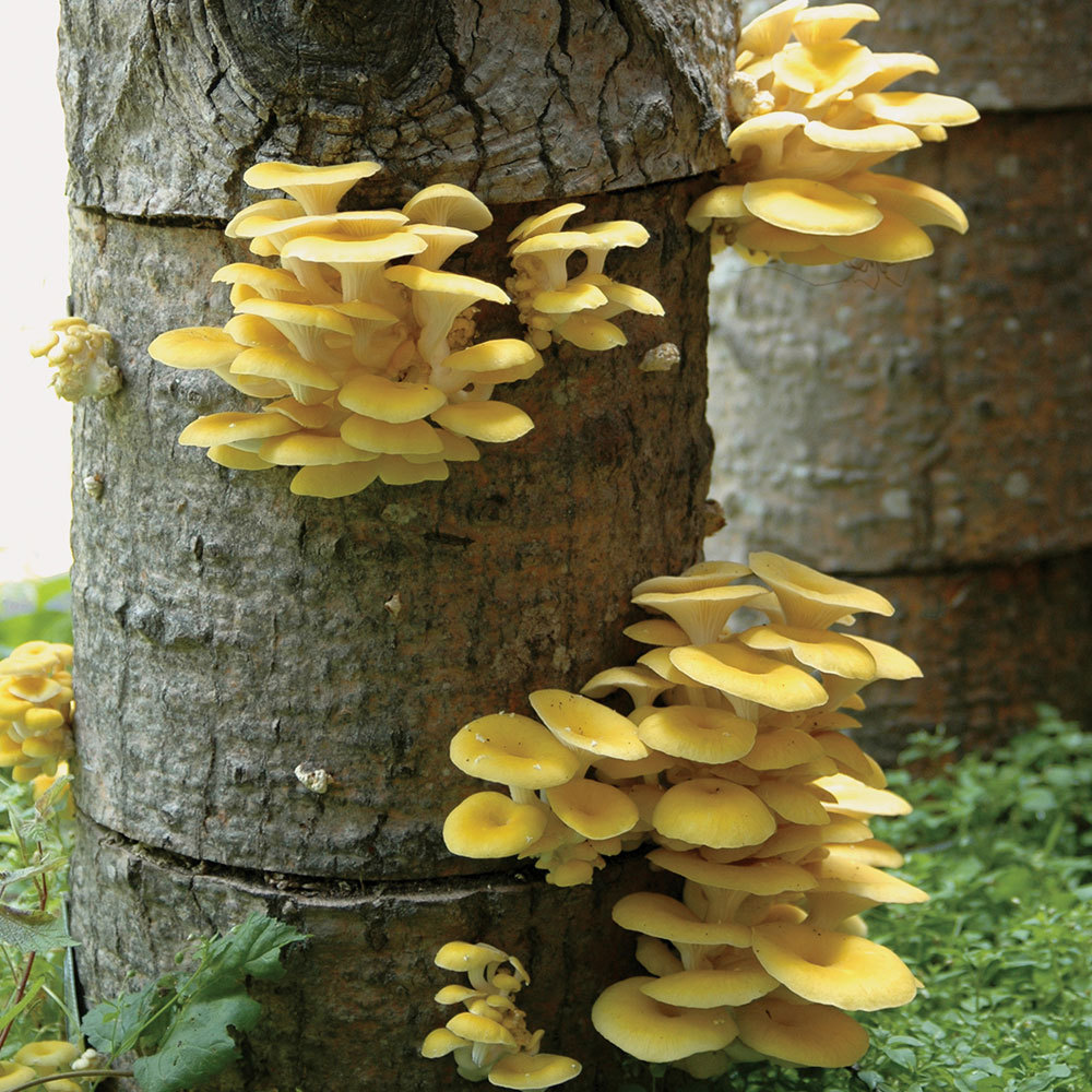 photo Golden Oyster Mushroom Pictures liquid fungi