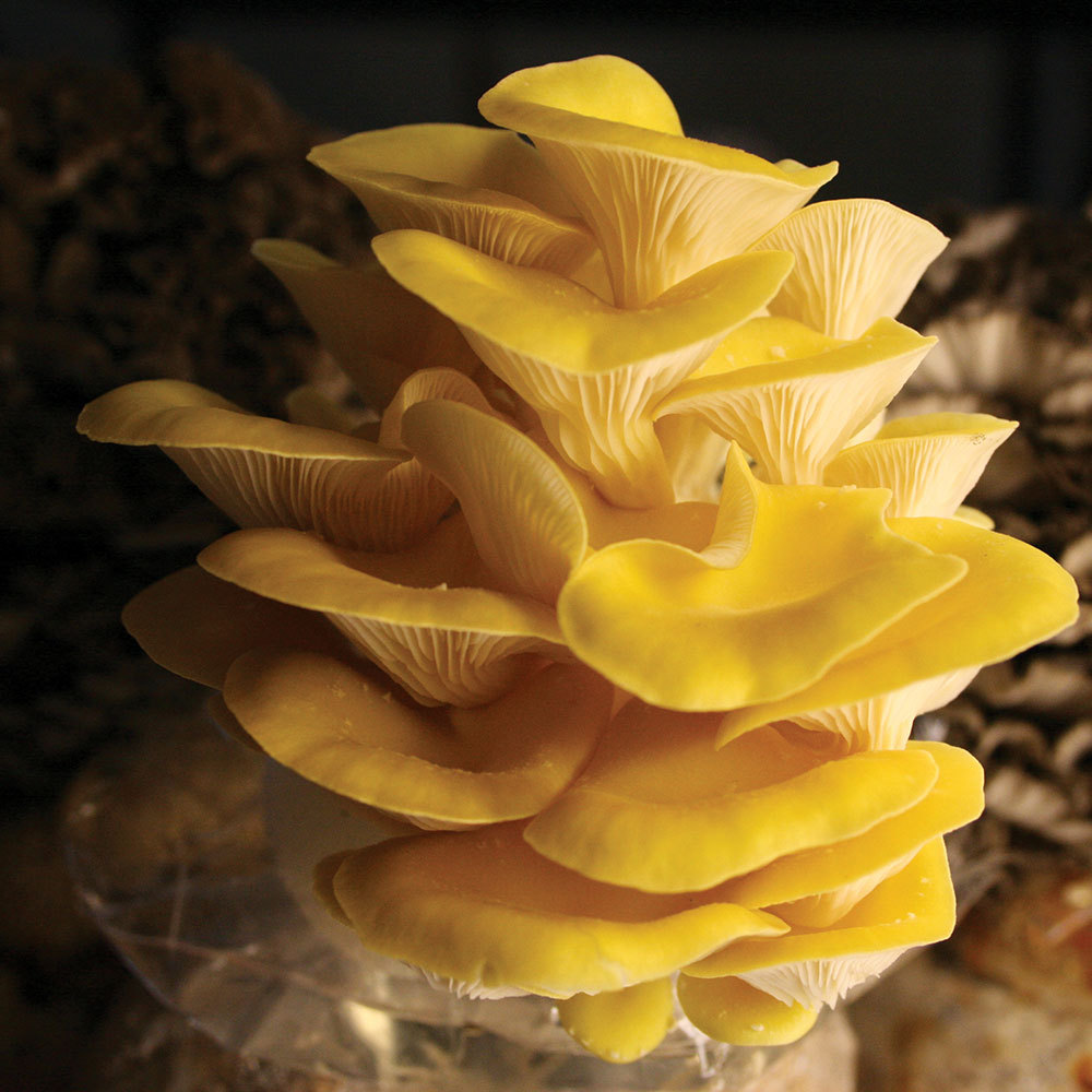 wallpapers Golden Oyster Mushroom Pictures oyster golden pleurotus cornucopiae sawdust spawn