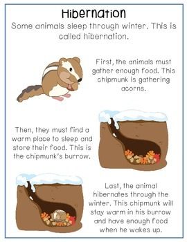 wallpapers Hibernation Station Activities hibernation station graphic organizers fun activities a cute craft