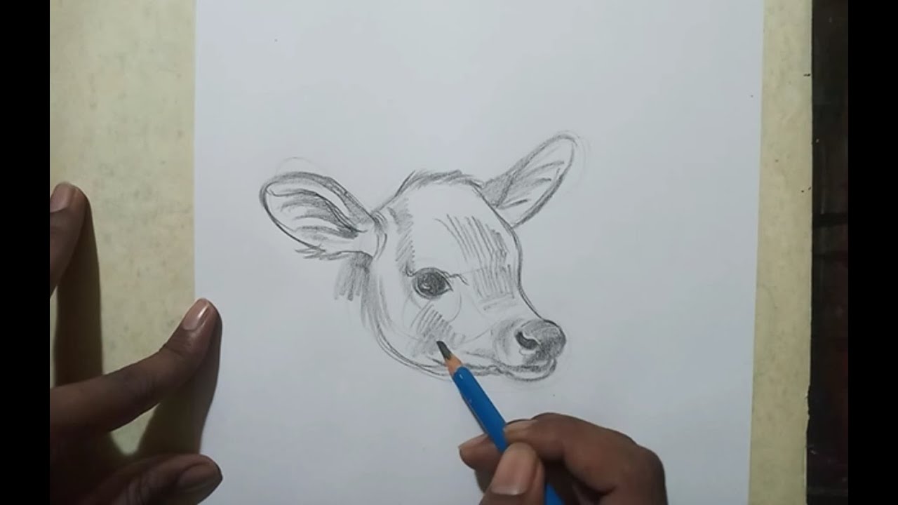wallpapers How To Draw A Calf Head how to draw cow face with pencil shade easy way to draw a hard cow face