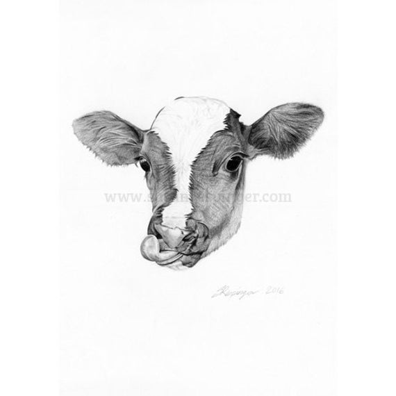picture How To Draw A Calf Head https www shutterstock com image vector black white sketch friesian cows face 211603360