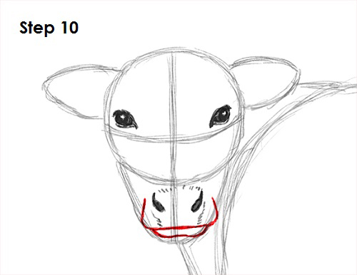 pic How To Draw A Calf Head how to draw a cow