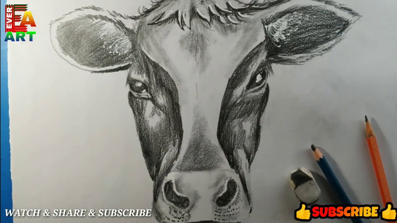 pics How To Draw A Calf Head step by step cow drawing face google