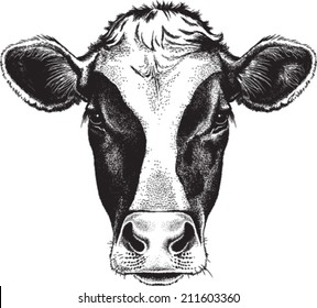 pics How To Draw A Calf Head cow drawing cow