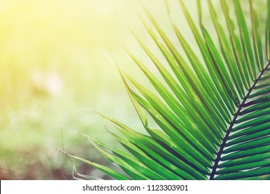 picture Palm Sunday Background Images https www shutterstock com image photo soft focus green palm leaves background 1123303901