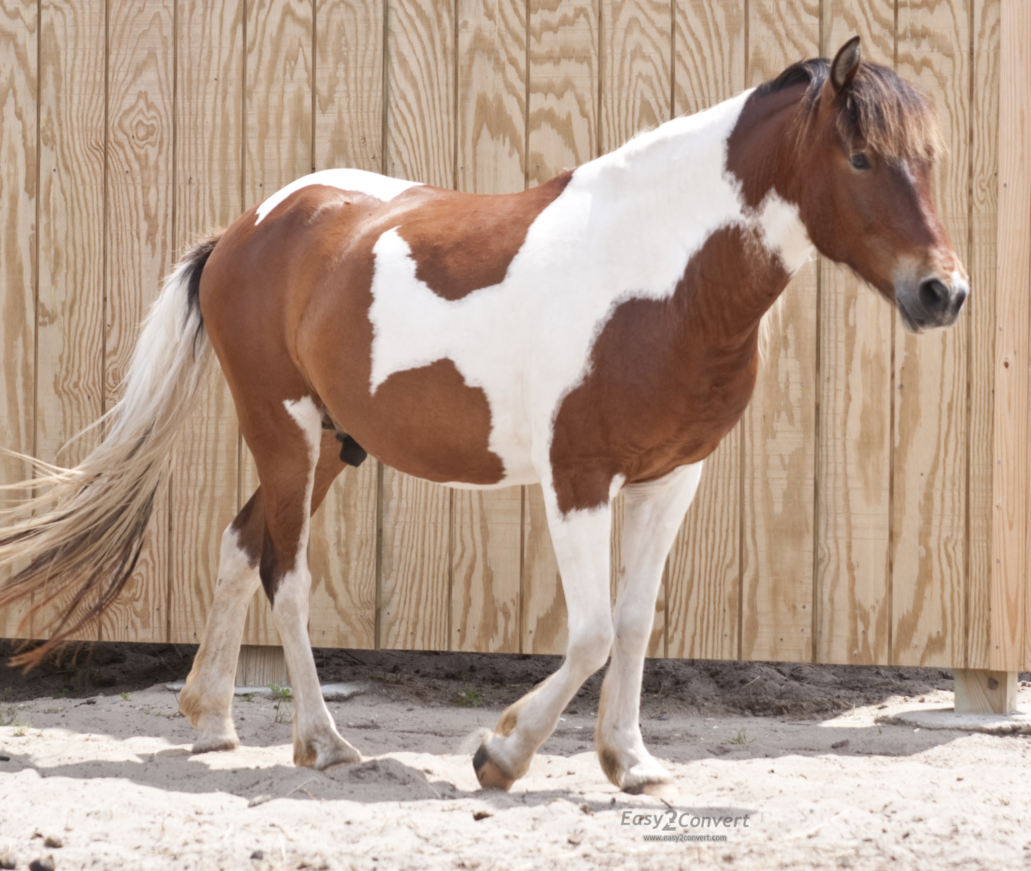 photo Pinto Horse Images pinto horse facts with pictures