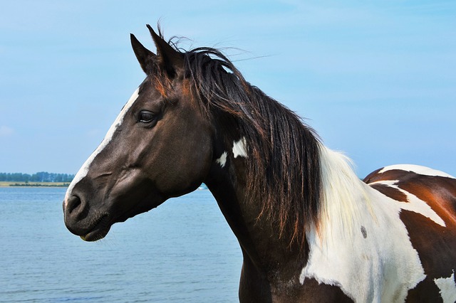 pic Pinto Horse Images pinto horses interesting facts and