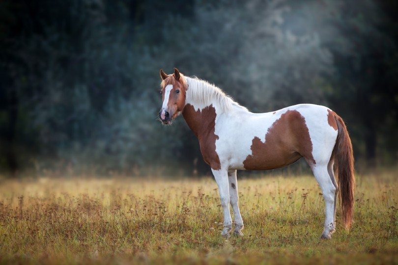 pix Pinto Horse Images pinto type of horse britannica