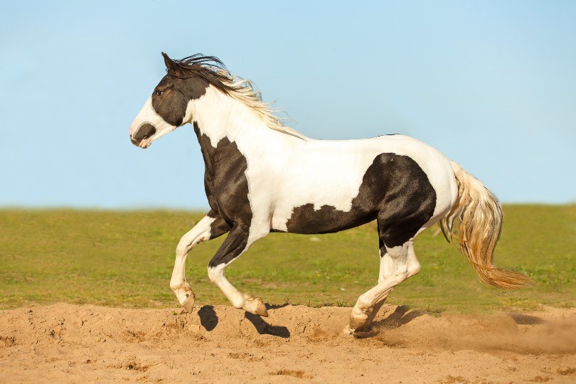 pic Pinto Horse Images pinto horse temperament lifespan