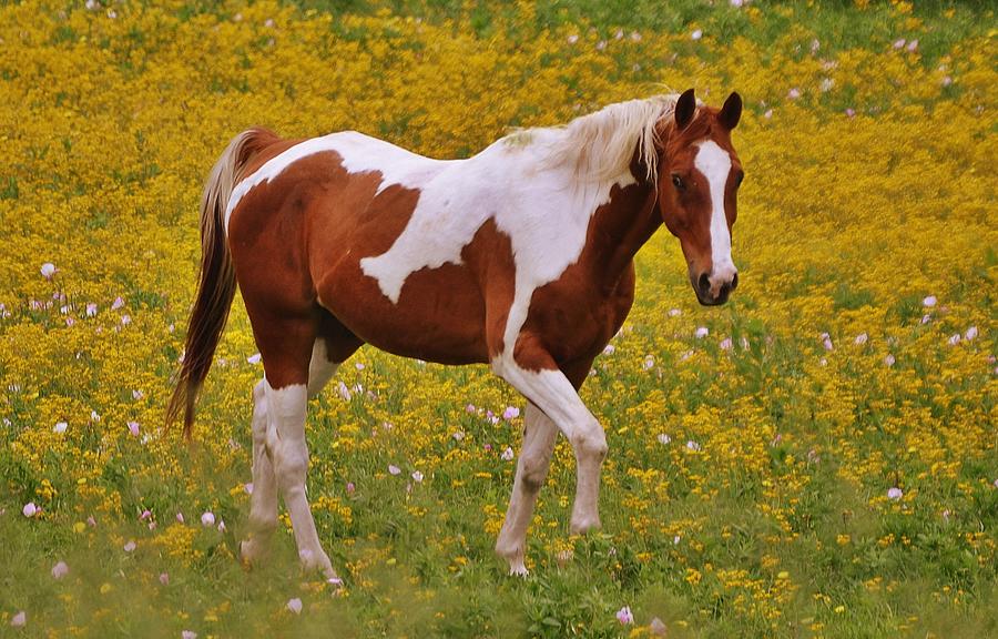 pic Pinto Horse Images the beautiful pinto horse by cheri kay
