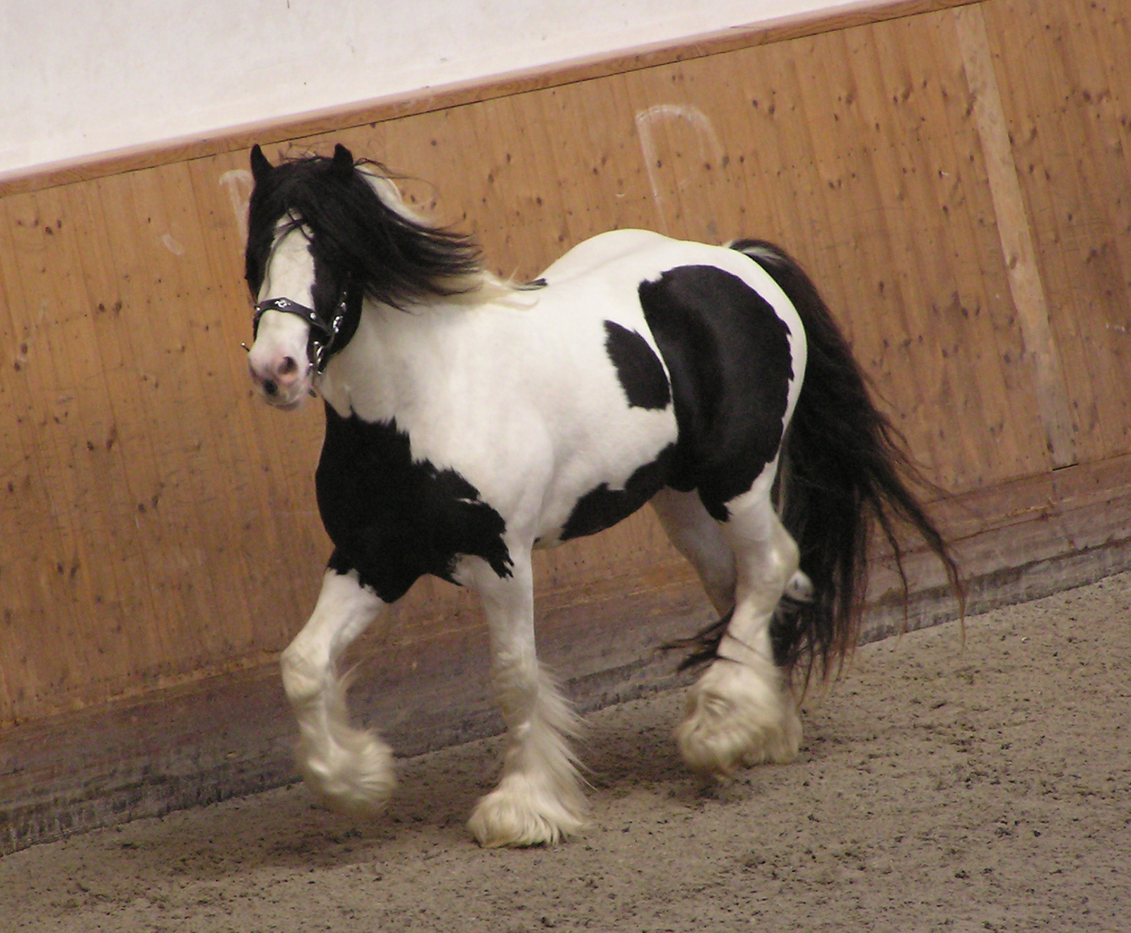 picture Pinto Horse Images pinto horse stock photo image by c mari art 10964002