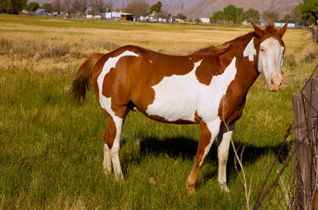 picture Pinto Horse Images the pinto horse origin and history