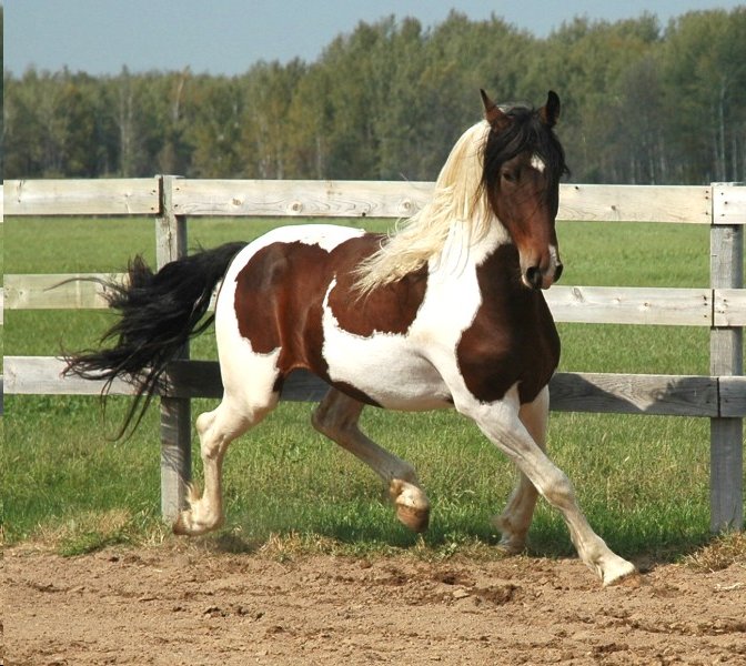 images Pinto Horse Images pinto horse wikipedia