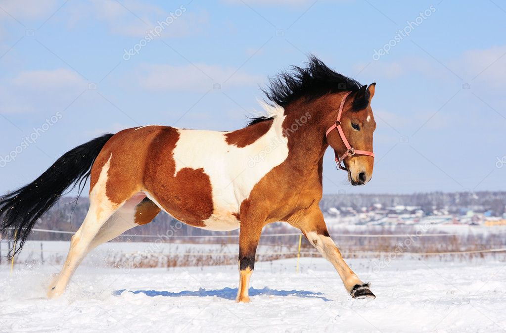 photo Pinto Horse Images pacific pinto horse association home