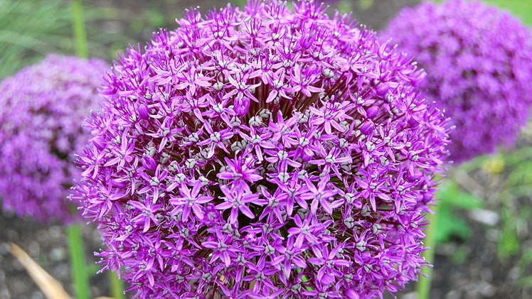 pics Purple Flower Minecraft redbubble