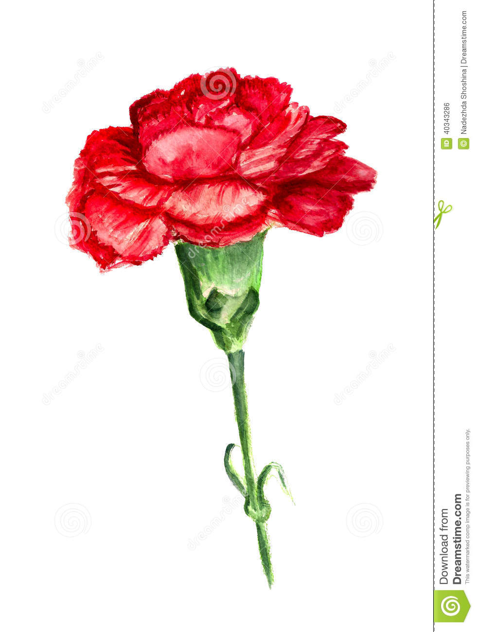 pic Red Carnation Flower Drawing premium vector red carnation flower