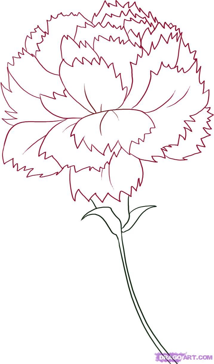 pics Red Carnation Flower Drawing set of red carnation schabaud flower green stem leaves on white background collection for mothers day victory day digital draw vintage illustration vector stock illustration download image now istock