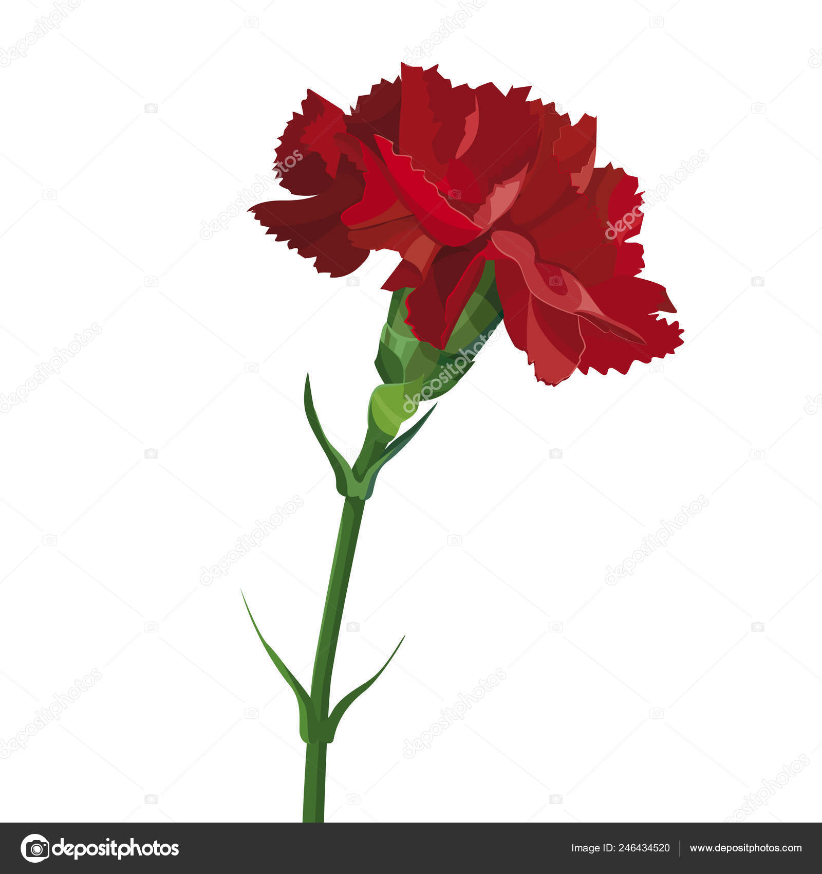 pic Red Carnation Flower Drawing red carnation flower isolated white collection mother day victory day vector image by c ka tri u vector stock 246434520