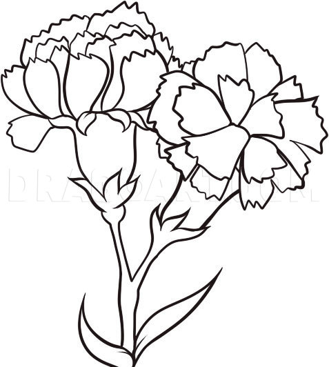 pics Red Carnation Flower Drawing carnation drawing