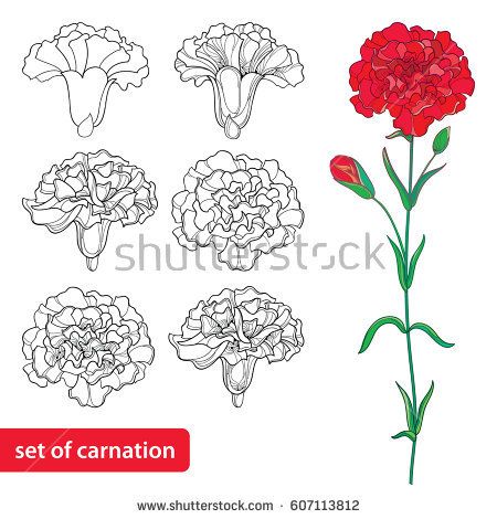 picture Red Carnation Flower Drawing carnation flower tattoo