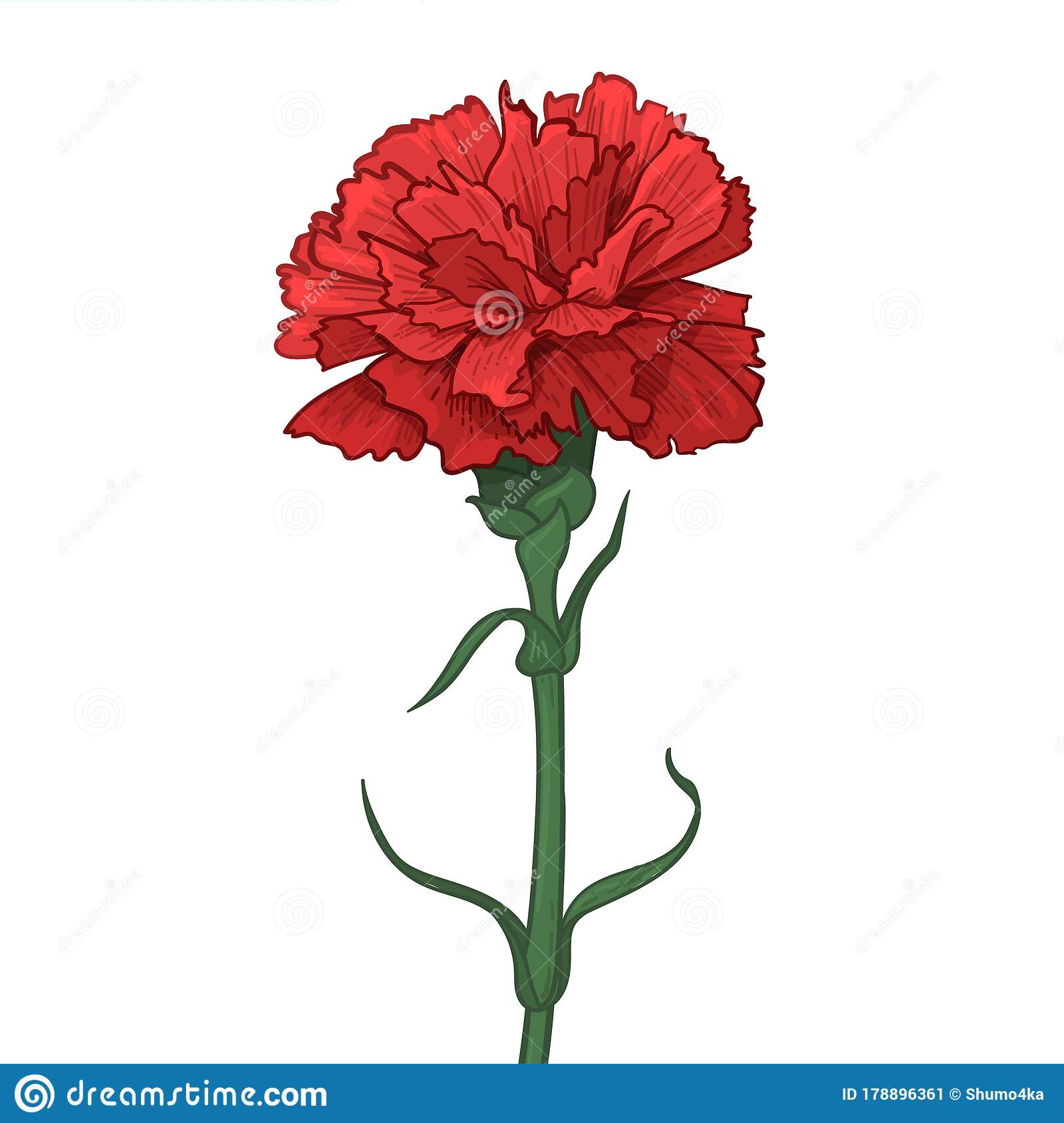photo Red Carnation Flower Drawing dreamstime com