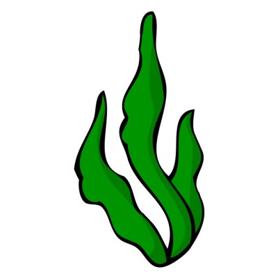 pix Seaweed Clipart Free seaweed clipart png images vector and