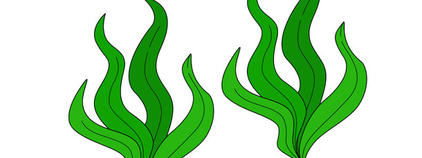 picture Seaweed Clipart Free 23 814 seaweed illustrations clip art