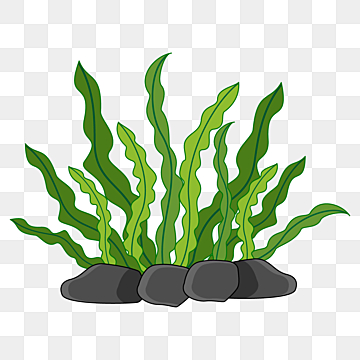 pic Seaweed Clipart Free free clipart images free clip art