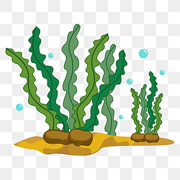 photo Seaweed Clipart Free free seaweed clip art with no