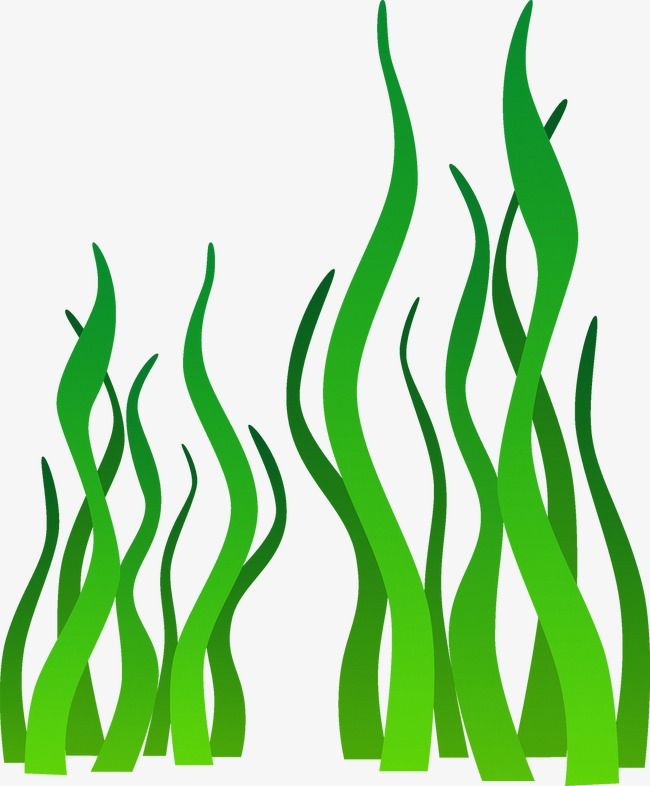 pix Seaweed Clipart Free seaweed clipart grass png and vector