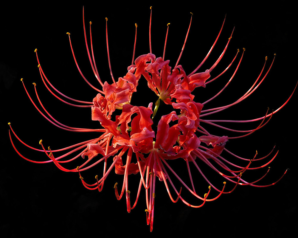 picture Spider Lily Images hymenocallis littoralis beach spider lily