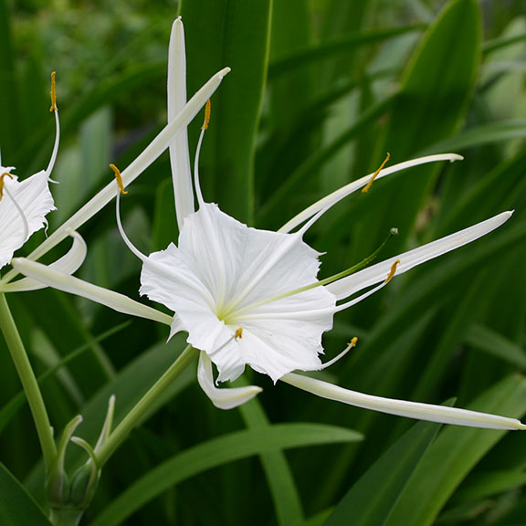 photo Spider Lily Images white spider lily