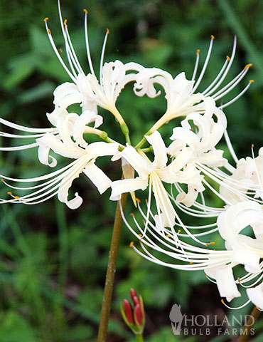 picture Spider Lily Images easy to grow bulbs
