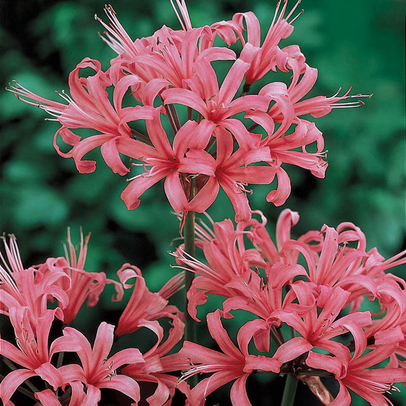 images Spider Lily Images bridge to hell red spider lily