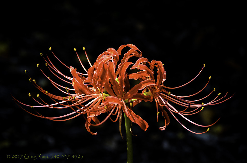 pix Spider Lily Images spider lily hymenocallis littoralis flower in singapore stock photo download image now istock