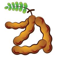 pics Tamarindo Vector tamarind infographic vector illustration