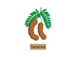 pics Tamarindo Vector https www vecteezy com vector art 2367779 cartoon tamarind fruit