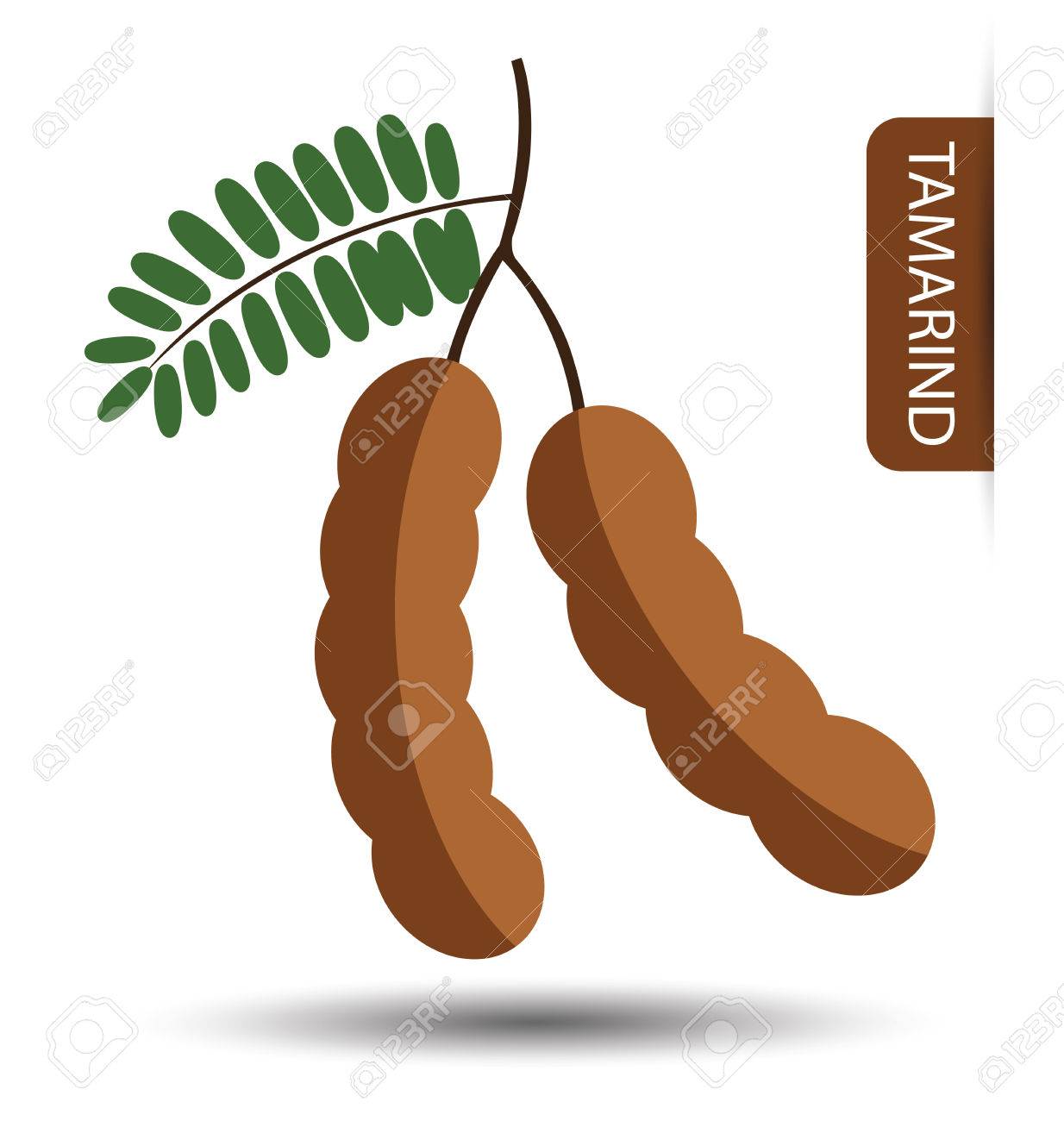 picture Tamarindo Vector https www shutterstock com image vector tamarind fruit 118057117