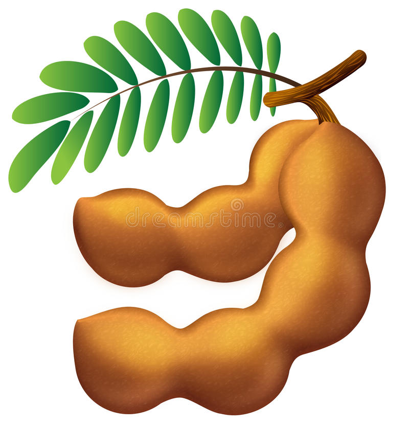 picture Tamarindo Vector tamarindo images free vectors stock